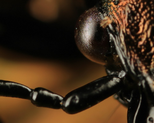 Глаза насекомых фото 6