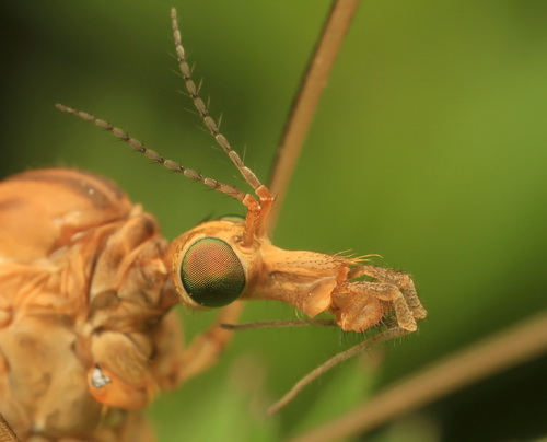Глаза насекомых фото 7