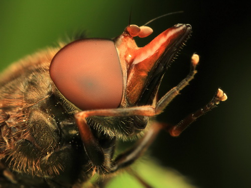 Глаза насекомых фото 8