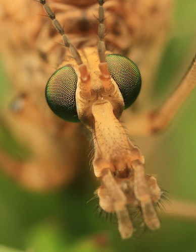 Глаза насекомых фото 10