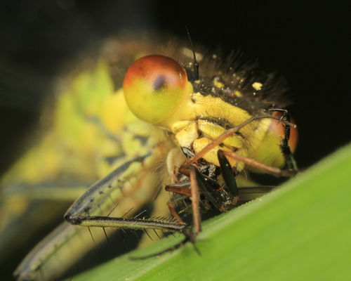 Глаза насекомых фото 11