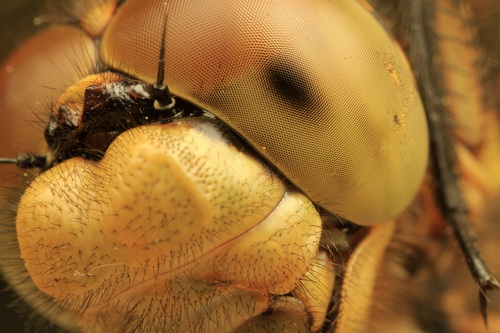 Глаза насекомых фото 16
