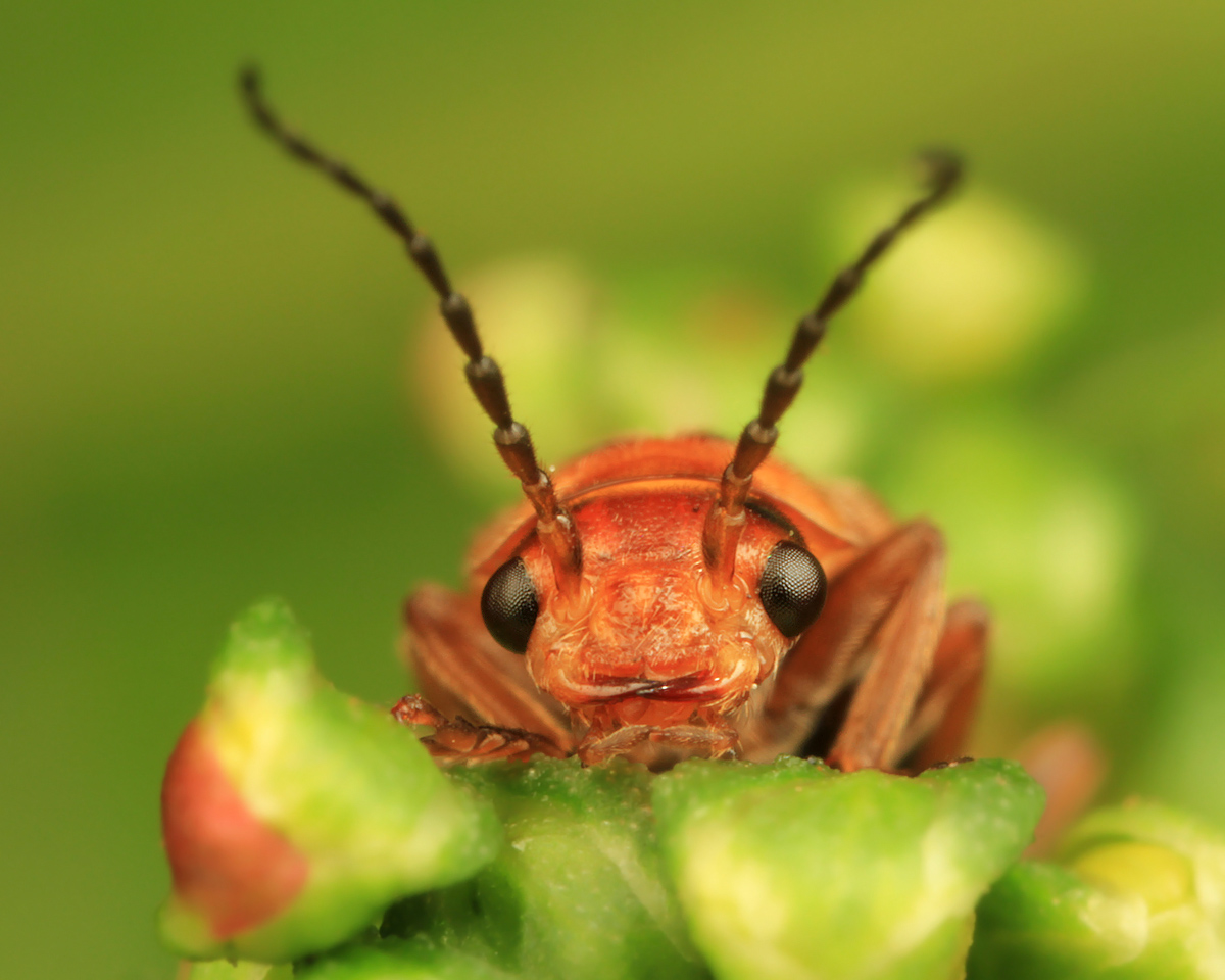 Глаза насекомых :: фотография 1