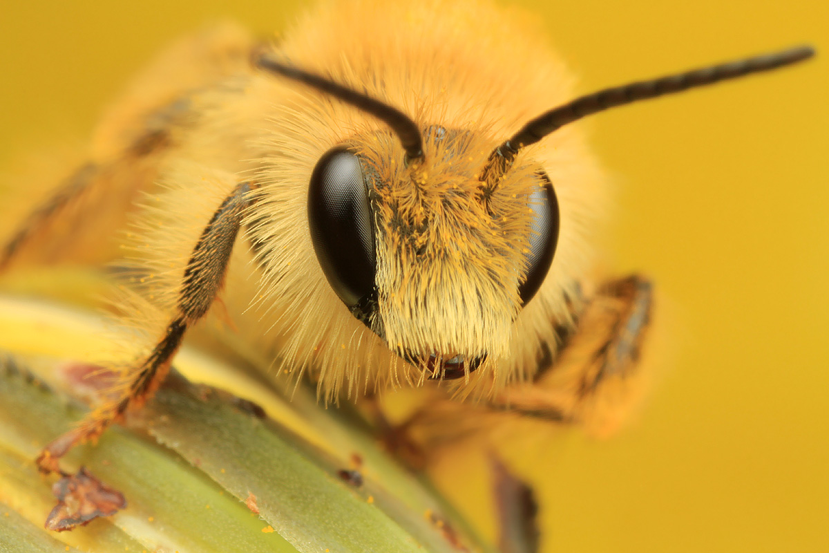Глаза насекомых имеют. Глаза насекомых. Фасеточные глаза насекомых. Букашки в глазах. Простые глаза у насекомых.