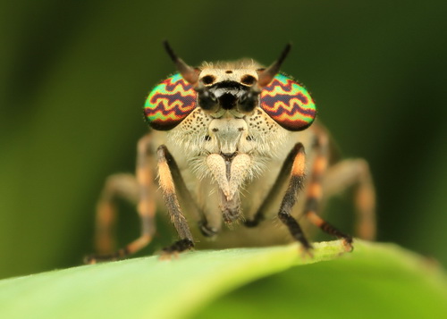 Глаза насекомых фото 44