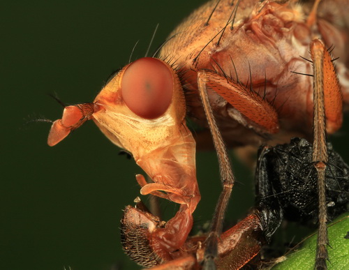 Глаза насекомых фото 48