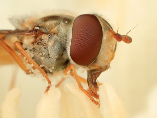 Глаза насекомых фото 49