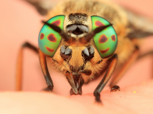 Глаза насекомых фото 51