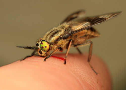 Глаза насекомых фото 52