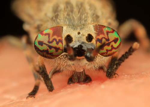Глаза насекомых фото 0