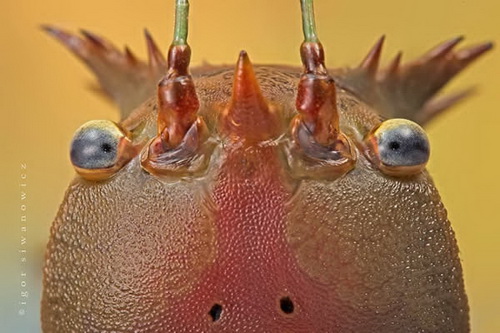 Удивительная макросъемка насекомых фото 2