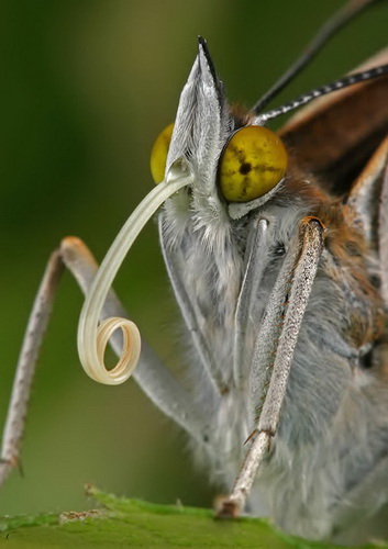 Удивительная макросъемка насекомых фото 7