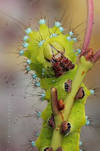 Удивительная макросъемка насекомых фото 9