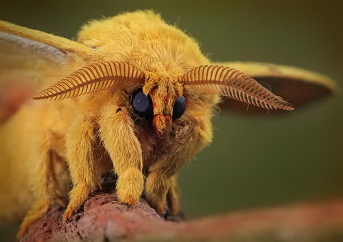 Удивительная макросъемка насекомых фото 10