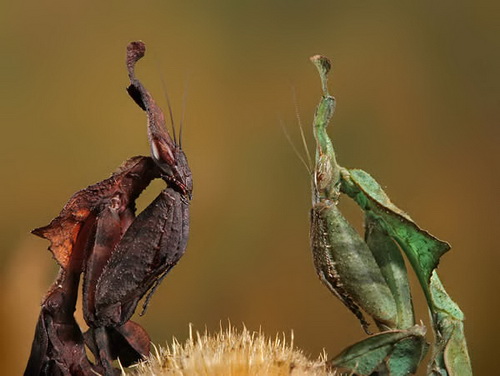 Удивительная макросъемка насекомых фото 14