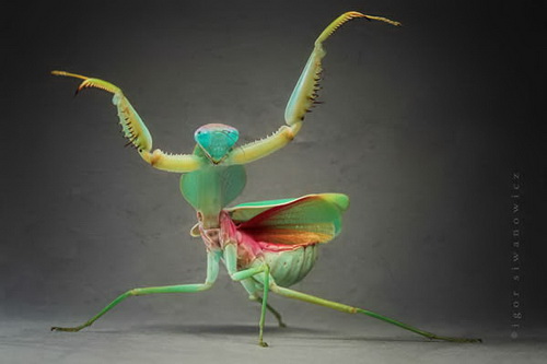 Удивительная макросъемка насекомых фото 17