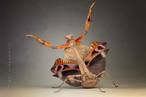 Удивительная макросъемка насекомых фото 19
