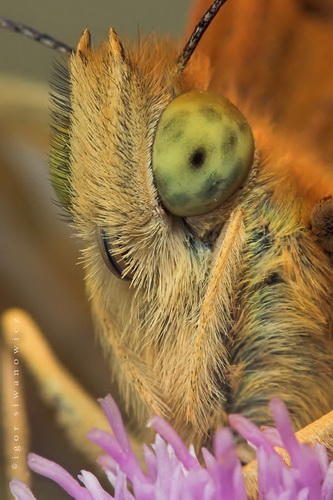 Удивительная макросъемка насекомых фото 22