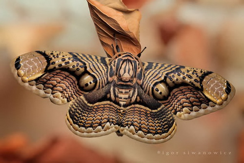 Удивительная макросъемка насекомых фото 23