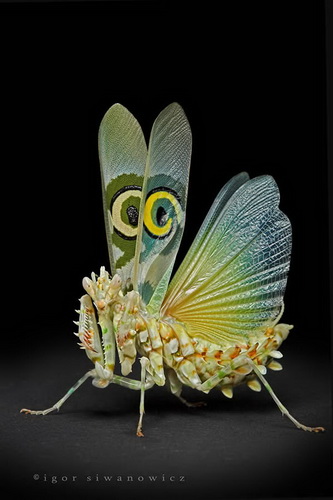 Удивительная макросъемка насекомых фото 24