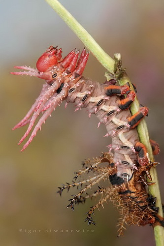 Удивительная макросъемка насекомых фото 28