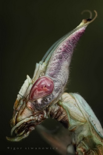 Удивительная макросъемка насекомых фото 34