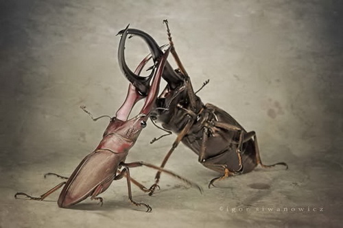 Удивительная макросъемка насекомых фото 37