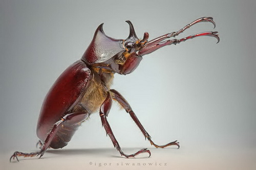Удивительная макросъемка насекомых фото 44