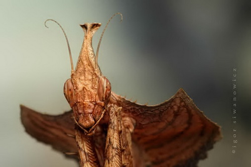 Удивительная макросъемка насекомых фото 45