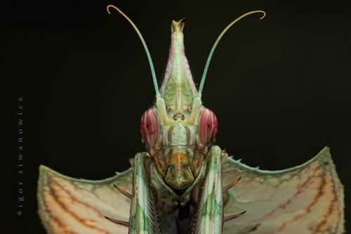 Удивительная макросъемка насекомых фото 46