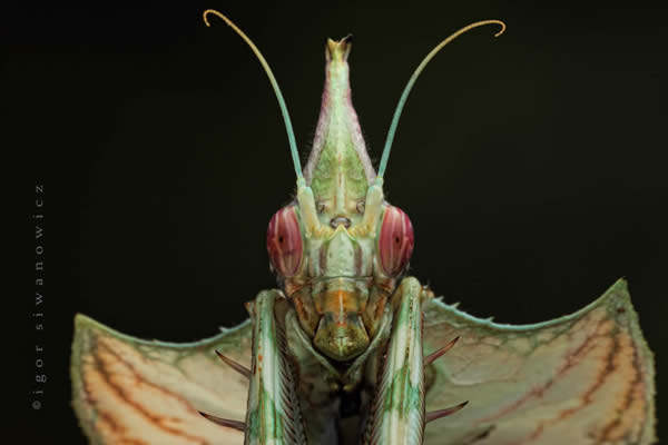 Удивительная макросъемка насекомых :: фотография 2