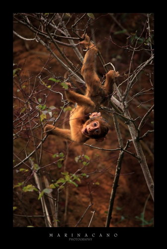 Животный мир :: Потрясающие фотографии Марины Кано фото 2