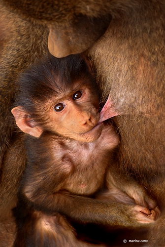 Животный мир :: Потрясающие фотографии Марины Кано фото 11