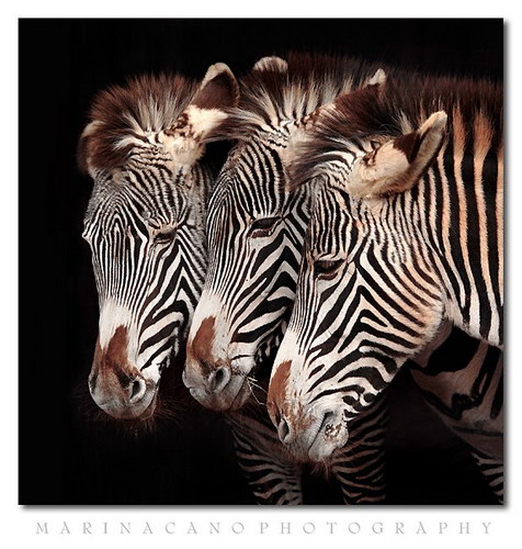 Животный мир :: Потрясающие фотографии Марины Кано фото 27