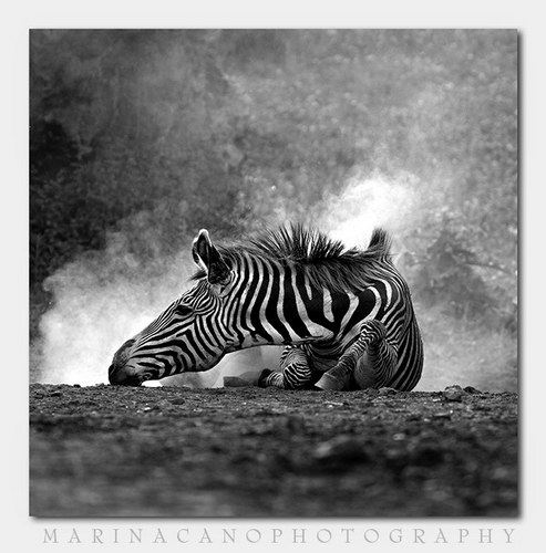 Животный мир :: Потрясающие фотографии Марины Кано фото 30