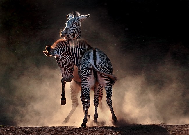 Животный мир :: Потрясающие фотографии Марины Кано :: фотография 2