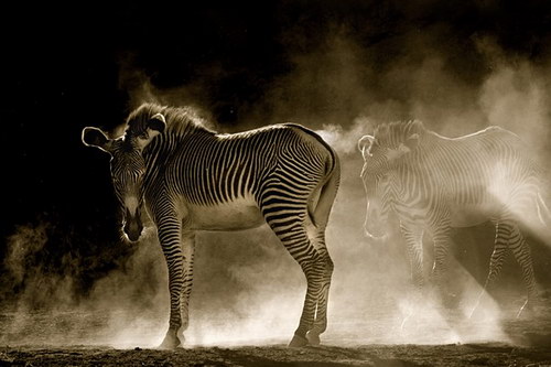 Животный мир :: Потрясающие фотографии Марины Кано фото 33