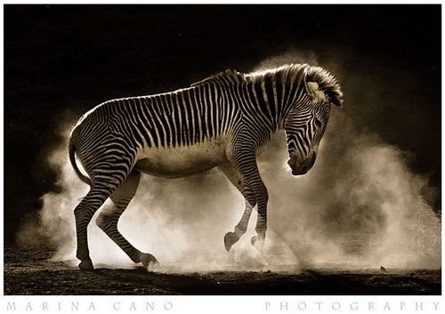 Животный мир :: Потрясающие фотографии Марины Кано фото 40