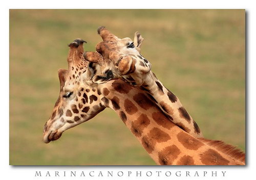 Животный мир :: Потрясающие фотографии Марины Кано фото 42