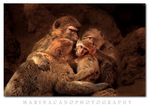 Животный мир :: Потрясающие фотографии Марины Кано фото 43