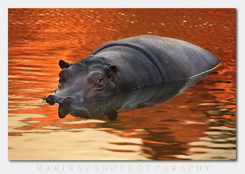 Животный мир :: Потрясающие фотографии Марины Кано фото 47