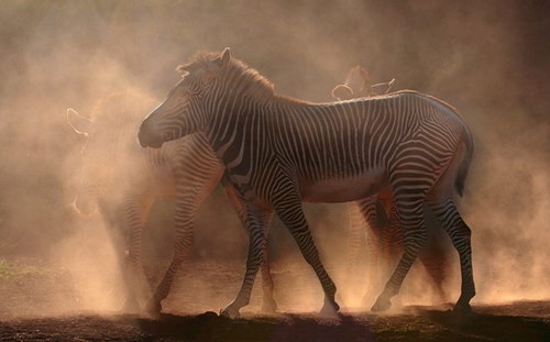 Животный мир :: Потрясающие фотографии Марины Кано фото 69