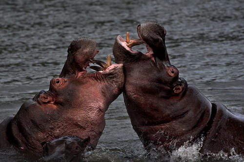 Животный мир :: Потрясающие фотографии Марины Кано фото 74