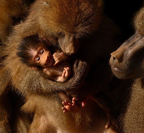 Животный мир :: Потрясающие фотографии Марины Кано фото 84