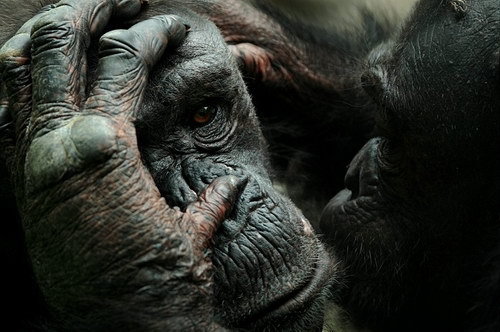 Животный мир :: Потрясающие фотографии Марины Кано фото 87