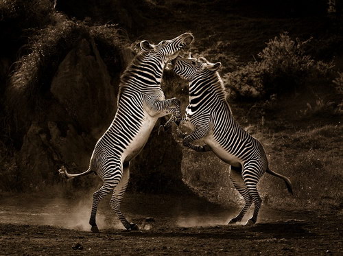 Животный мир :: Потрясающие фотографии Марины Кано фото 94