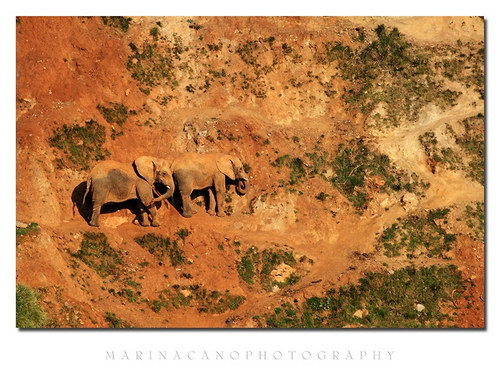 Животный мир :: Потрясающие фотографии Марины Кано фото 95