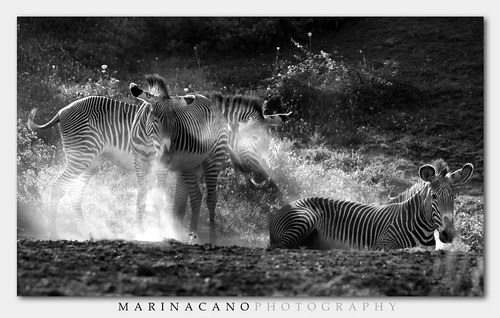 Животный мир :: Потрясающие фотографии Марины Кано фото 97