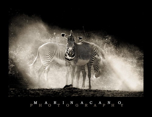 Животный мир :: Потрясающие фотографии Марины Кано фото 99