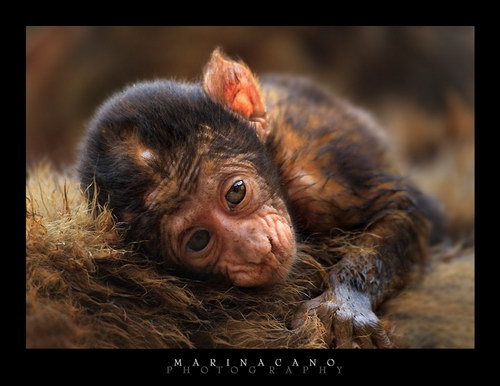 Животный мир :: Потрясающие фотографии Марины Кано фото 100